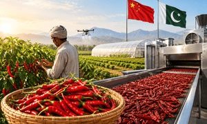 Chinese technology has shown significant results in Pakistani agriculture