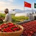 Chinese technology has shown significant results in Pakistani agriculture