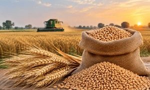 Prime Minister Shehbaz Sharif announces increase in wheat price