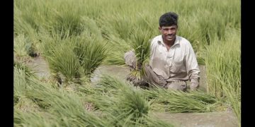 Fatima Fertiliser Joins Punjab Government’s Environmental Sustainability Initiative